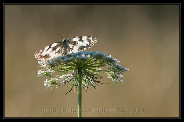 0621_FG_Demi_deuil _4.jpg - Demi-deuil au lever du jour - Photo : François Granja